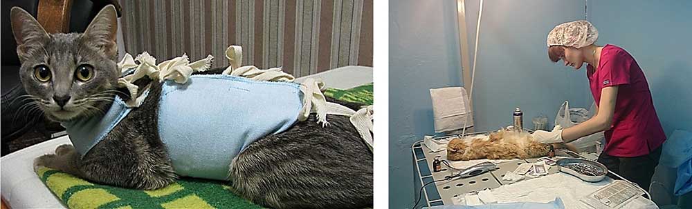 Лапароскопическая стерилизация кошки (с помощью прокола) в районе Щукино в Северо-Западном округе города Москва