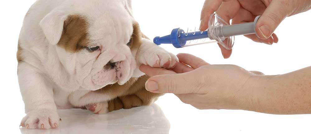 Вакцинировать животное собаку или кошку в районе Щукино Северо-Западном Административном Округе