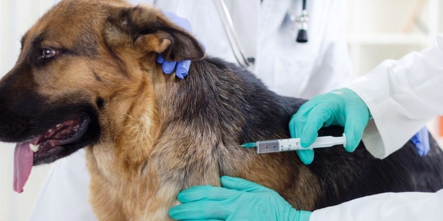 Вакцинация щенка, котенка в районе Щукино