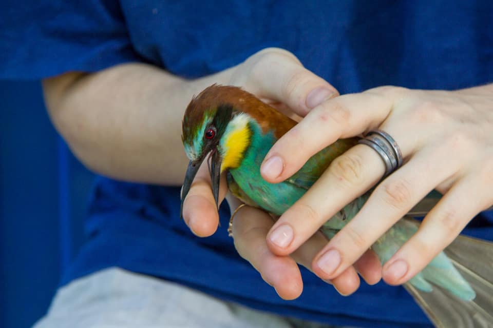Лечение птиц (попугай, амадин, карела попугай, волнистый попугай, голуби, неразлучники) в районе Щукино