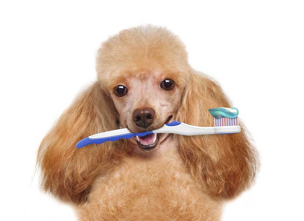 3. Чистка зубов у животных (собаки, кошки) ультразвуковом в районе Щукино (СЗАО)