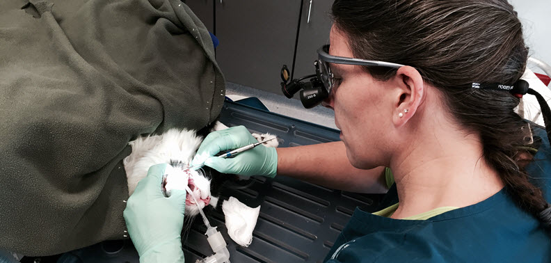 4. Вырвать, удалить зуб собаки, кошки в районе Щукино Северо-Западном Округе